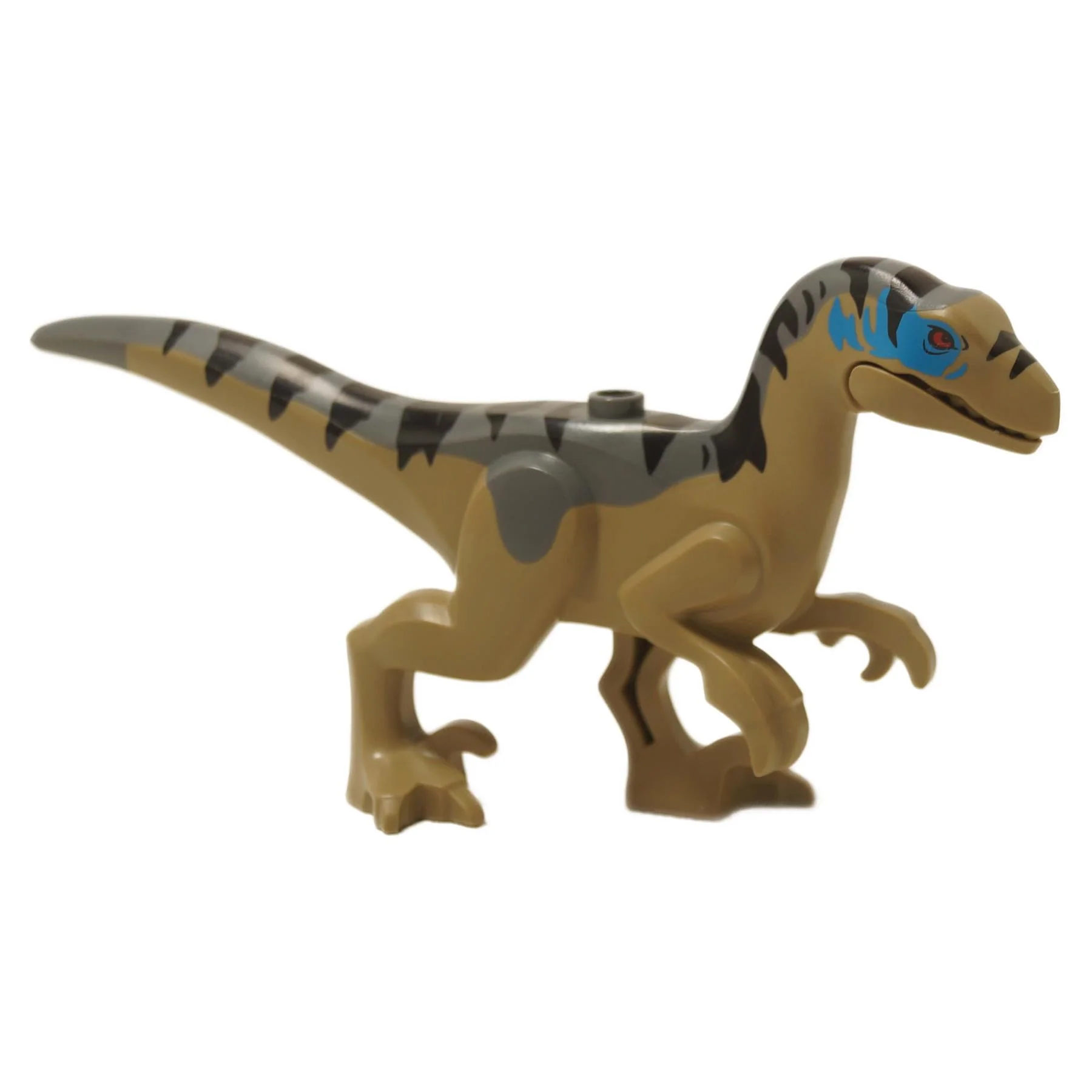 Velociraptor with Blue Face Markings Raptor11 - Image 3